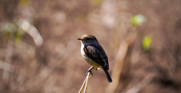 Zoizo endemik [Partie 1]