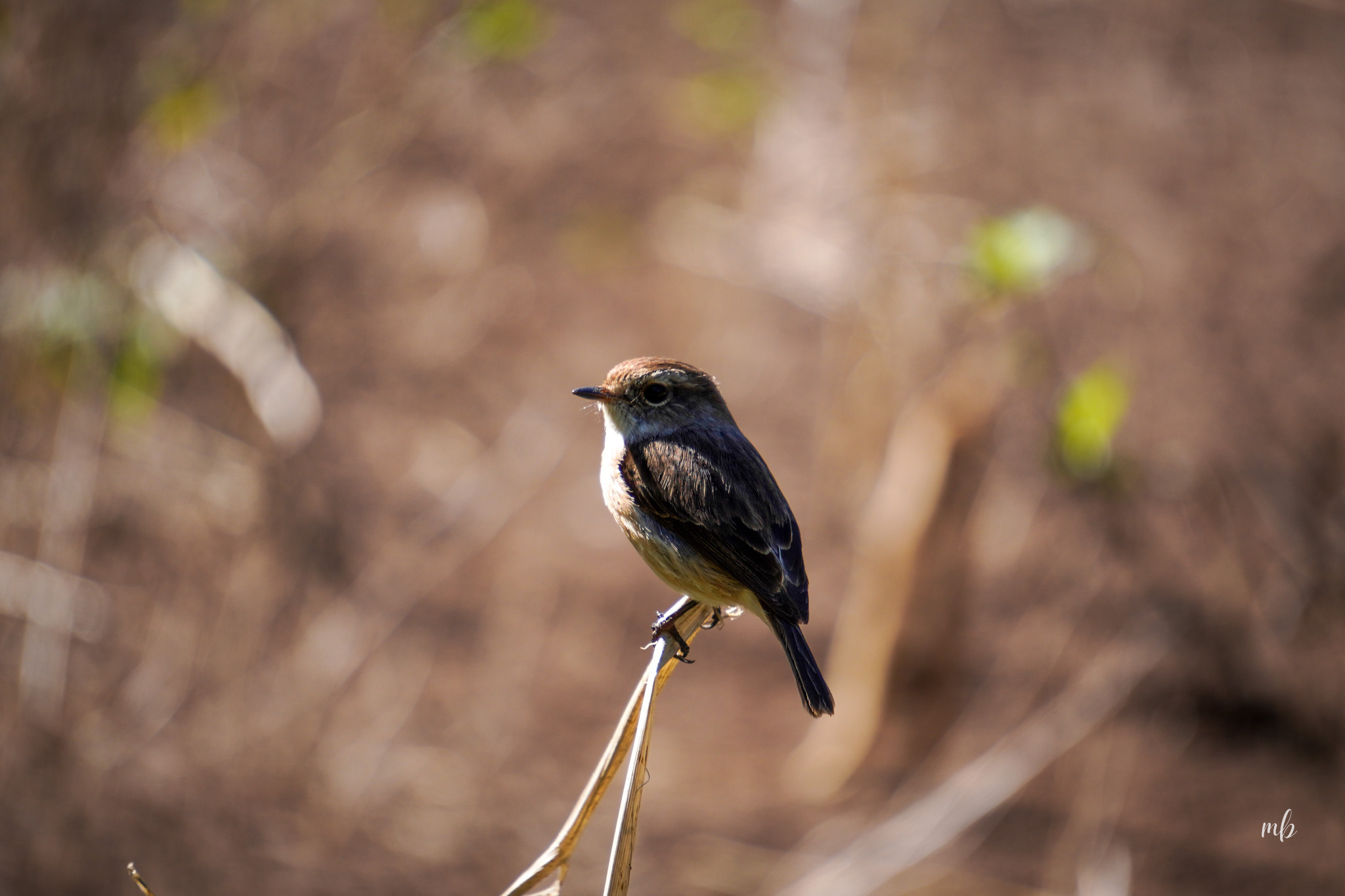 Zoizo endemik [Partie 1]