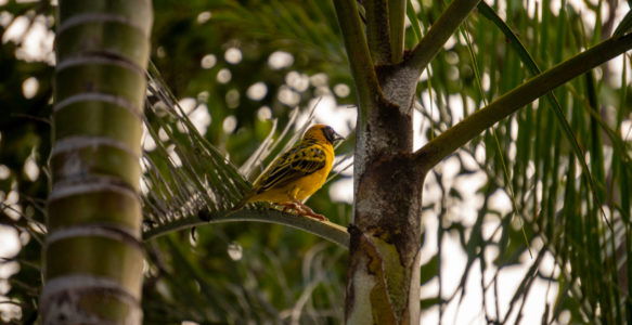 Zoizo la arriv par bato [Partie 1]