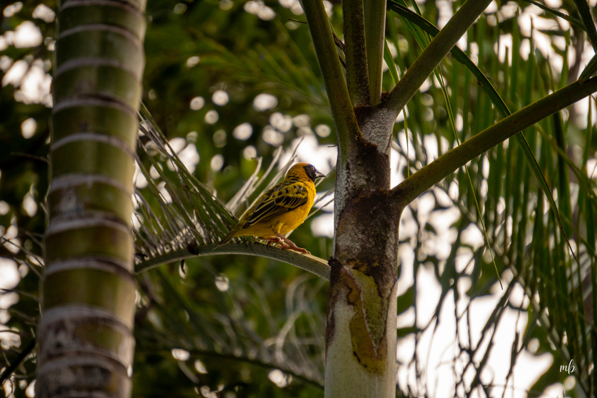 Zoizo la arriv par bato [Partie 1]