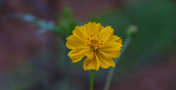 Nou sém sak nou lé – Livre photo #1